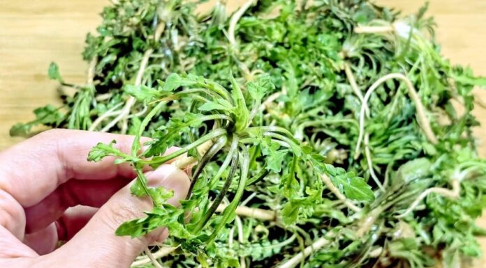 The Ultimate Winter Superfood: A Rare Wild Vegetable That Nourishes Your Eyes and Skin.