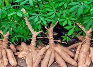 The Wild Vine’s Hidden Treasure: Uncovering the Surprising Value of an Unassuming Root