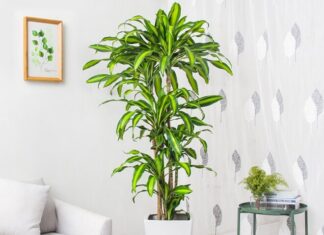 The Mystique of the Magnolia: Unveiling the Allure and Controversies Behind the Captivating Blossom