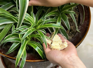 The Unassuming Corn Cob: Uncover the ‘Treasure’ That Saves You Millions Annually