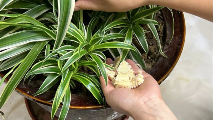 The Unassuming Corn Cob: Uncover the ‘Treasure’ That Saves You Millions Annually