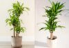 The 4 Culprit Houseplants That Could Cause Allergies and Poisoning in Children: A Warning for Parents