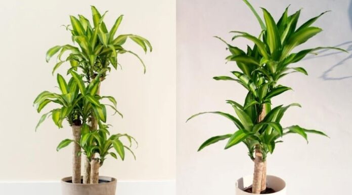 The 4 Culprit Houseplants That Could Cause Allergies and Poisoning in Children: A Warning for Parents