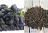 The Ultimate Superfoods: Discover the Power of Black Foods for Optimal Health