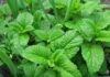 The Ultimate Guide to Mosquito Bite Relief: Discover the Power of Wild Basil