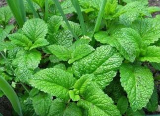 The Ultimate Guide to Mosquito Bite Relief: Discover the Power of Wild Basil
