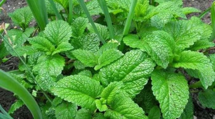 The Ultimate Guide to Mosquito Bite Relief: Discover the Power of Wild Basil
