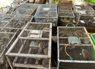 The Pest Problem: A Unique Market in Nghe An, Vietnam
A ton of pest meat is traded daily at this peculiar marketplace.