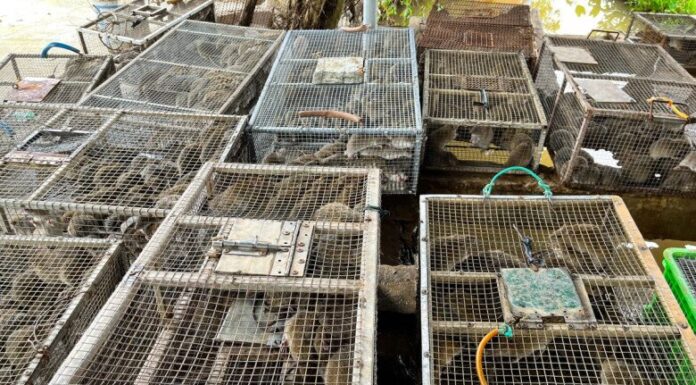 The Pest Problem: A Unique Market in Nghe An, Vietnam
A ton of pest meat is traded daily at this peculiar marketplace.
