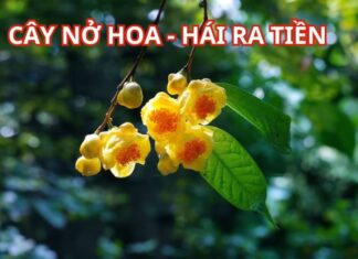 The Golden Tea Tree: Unveiling the Feng Shui Secrets of This Majestic Plant