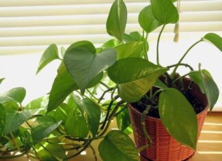 Is the Aglaonema Plant Good for Your Home’s Feng Shui?