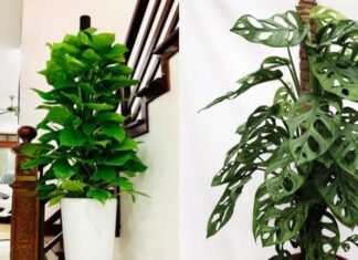 The Ultimate Hack to Keep Your Bathroom Fresh and Fragrant: Save Money and Protect Your Family’s Health