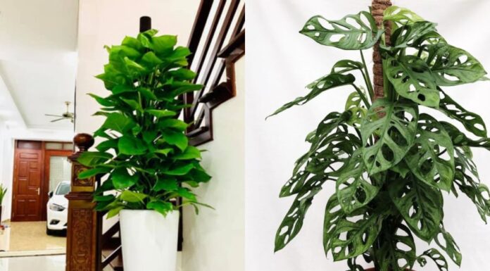 The Ultimate Hack to Keep Your Bathroom Fresh and Fragrant: Save Money and Protect Your Family’s Health