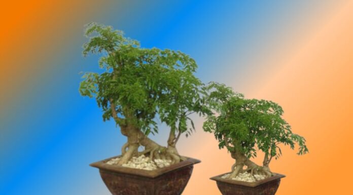 The Ancient’s Lesson: Grow the Power of the Dinh Lang Plant for a Peaceful, Prosperous Family.