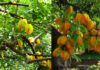 The Secret to Growing a Prosperous Carambola Tree: Attracting Abundance and Good Fortune to Your Home