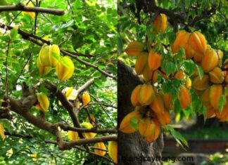 The Secret to Growing a Prosperous Carambola Tree: Attracting Abundance and Good Fortune to Your Home