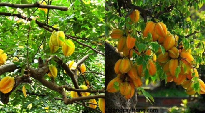The Secret to Growing a Prosperous Carambola Tree: Attracting Abundance and Good Fortune to Your Home
