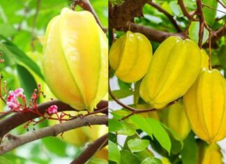 Why 2025 is the Year of the Carambola Tree: How Small Acts of Planting Can Bring Big Fortune