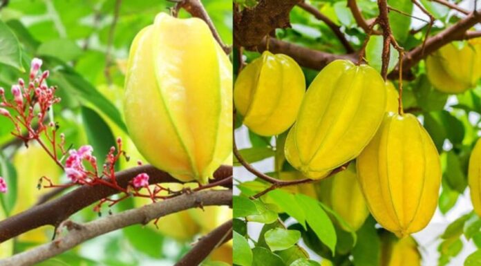 Why 2025 is the Year of the Carambola Tree: How Small Acts of Planting Can Bring Big Fortune
