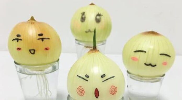 “Grow Onions Indoors for Beauty, Air Purification, Stress Relief, and Cold Cure”