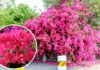 How to Get Your Bougainvillea to Bloom Nonstop?