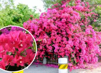 How to Get Your Bougainvillea to Bloom Nonstop?