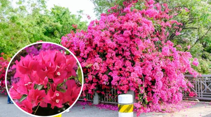 How to Get Your Bougainvillea to Bloom Nonstop?