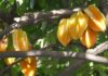 “Attract Wealth and Prosperity: The Ultimate Guide to Planting Carambola Trees for Abundant Good Fortune.”