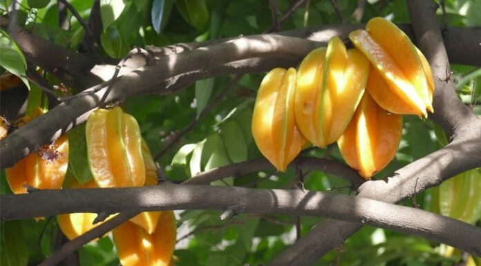 “Attract Wealth and Prosperity: The Ultimate Guide to Planting Carambola Trees for Abundant Good Fortune.”
