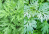 The Ancient Secret to a Peaceful, Prosperous Home: Unveiling the Power of Artemisia