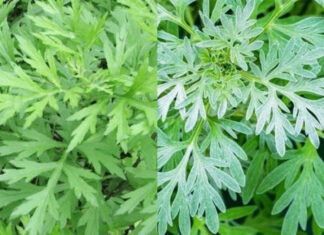 The Ancient Secret to a Peaceful, Prosperous Home: Unveiling the Power of Artemisia