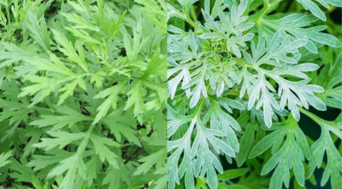 The Ancient Secret to a Peaceful, Prosperous Home: Unveiling the Power of Artemisia