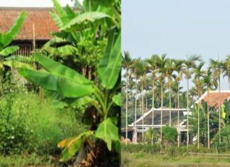 “The Ancient Art of Planting: Unraveling the Meaning Behind the Vietnamese Proverb “Before Cau, After Banana” and Its Relevance Today”