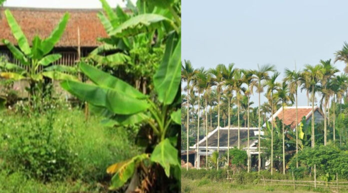 “The Ancient Art of Planting: Unraveling the Meaning Behind the Vietnamese Proverb “Before Cau, After Banana” and Its Relevance Today”