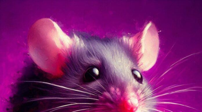 40 Days to End 2024 With a Bang: Manifesting Abundance and Counting Blessings Like a Boss