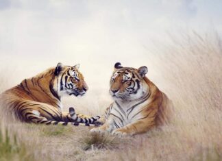 The Christmas Miracle: 3 Zodiac Signs Blessed by the God of Wealth, Turning Their Careers into Gold