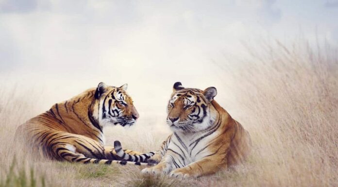 The Christmas Miracle: 3 Zodiac Signs Blessed by the God of Wealth, Turning Their Careers into Gold