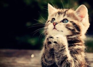 The Lucky Three: A Year of Prosperity and Joy for These Zodiac Signs