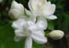 The Ultimate Guide to Jasmine Care: 4 Tips for Year-Round Blooms and Fragrant Flowers
