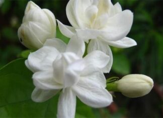 The Ultimate Guide to Jasmine Care: 4 Tips for Year-Round Blooms and Fragrant Flowers