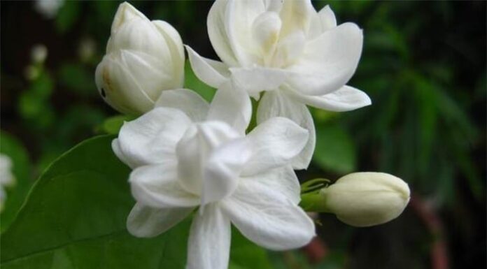 The Ultimate Guide to Jasmine Care: 4 Tips for Year-Round Blooms and Fragrant Flowers