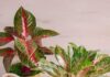 The 7 Best Houseplants for Busy People