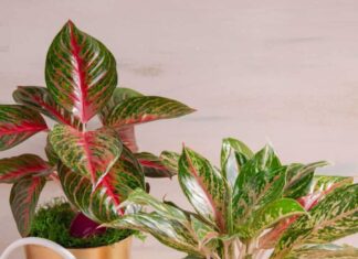 The 7 Best Houseplants for Busy People