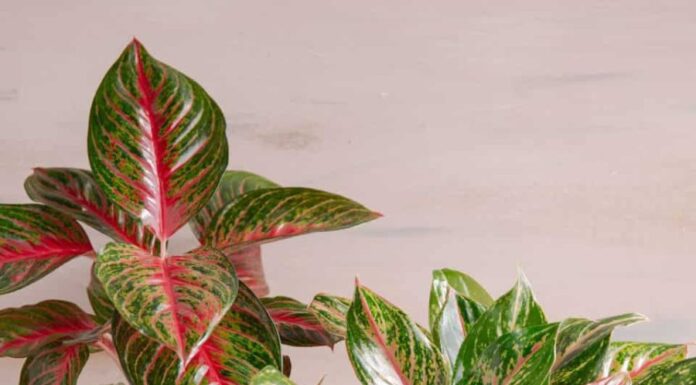 The 7 Best Houseplants for Busy People