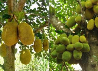 The Ancient’s Choice: Mit Wood for Deities, But Never a Mit Tree at Home’s Front.