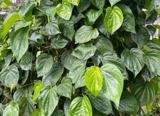 Should You Grow Betel Leaf Trees Indoors? Understanding the Feng Shui Significance.