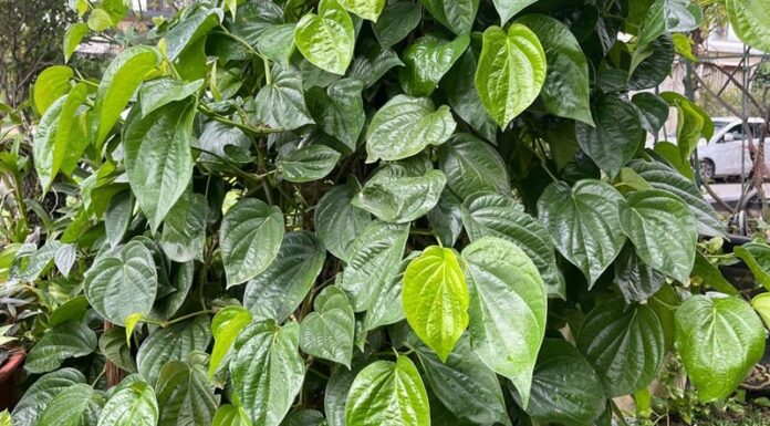 Should You Grow Betel Leaf Trees Indoors? Understanding the Feng Shui Significance.