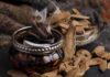 The Ultimate Guide to Smudging Your Home: Cleansing Negative Energy and Inviting Abundance In