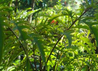 The Power of the Dinh Lang Plant: Inviting Prosperity and Protection.