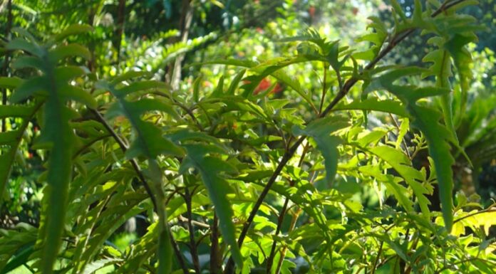 The Power of the Dinh Lang Plant: Inviting Prosperity and Protection.